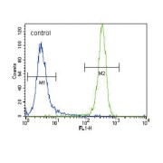 GTPase NRas (NRAS) Antibody