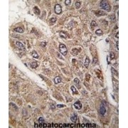 Protein Bicaudal D Homolog 2 (BICD2) Antibody