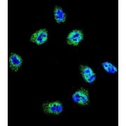 Filamin-A (FLNA) Antibody