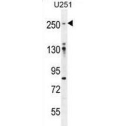 Filamin-A (FLNA) Antibody