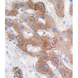 Cytochrome P450 3A5 (CYP3A5) Antibody