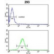 Cytochrome P450 3A5 (CYP3A5) Antibody