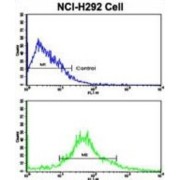 Aldehyde Dehydrogenase 3 Family Member A1 (ALDH3A1) Antibody