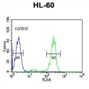 Heat Shock Protein 90kDa Alpha B1 (HSP90AB1) Antibody