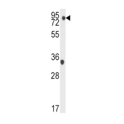 TANK-Binding Kinase 1 (TBK) Antibody