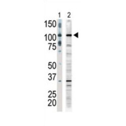 MLK1 Antibody