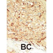 Macrophage Stimulating Protein/Hepatocyte Growth Factor Like (MST1) Antibody