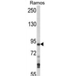 MEK Kinase Kinase 1 (MAP4K1) Antibody