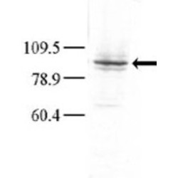 GLK Antibody