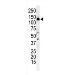 Phosphoinositide 3-Kinase Regulatory Subunit 4 (PI3KR4) Antibody