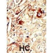 Wee1-Like Protein Kinase (WEE1) Antibody