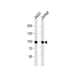 Wee1-Like Protein Kinase (WEE1) Antibody