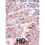 Nucleoside Diphosphate Kinase, Mitochondrial (NME4) Antibody