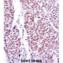 Phosphatidylinositol-3,4,5-Trisphosphate 3-Phosphatase And Dual-Specificity Protein Phosphatase PTEN (PTEN) Antibody