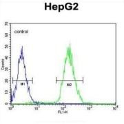 Dual Specificity Protein Phosphatase CDC14 (Cdc14) Antibody