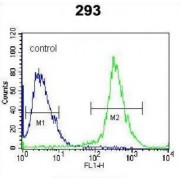 Dual Specificity Protein Phosphatase 6 (DUSP6) Antibody