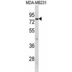 RAN Binding Protein 9 (RANBP9) Antibody