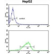 Glycerol-3-Phosphate Dehydrogenase 1 (GPD1) Antibody