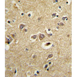 Low Density Lipoprotein Receptor Related Protein Associated Protein 1 (LRPAP1) Antibody