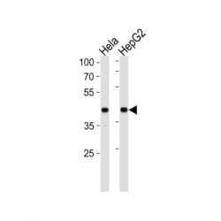 Low Density Lipoprotein Receptor Related Protein Associated Protein 1 (LRPAP1) Antibody