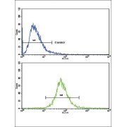 Membrane Primary Amine Oxidase (AOC3) Antibody