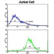 Cat Eye Syndrome Critical Region Protein 5 (CECR5) Antibody