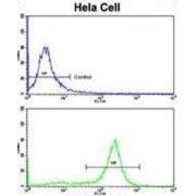 Protein Phosphatase 2 Regulatory Subunit Bbeta (PPP2R2B) Antibody