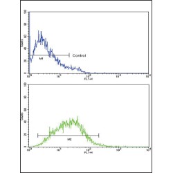 Interleukin 8 / IL8 (CXCL8) Antibody