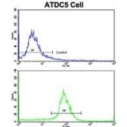 Proline Dehydrogenase 1, Mitochondrial (PRODH) Antibody