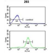 Catalase (CAT) Antibody