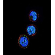 NKG2-A/NKG2-B Type II Integral Membrane Protein (KLRC1) Antibody