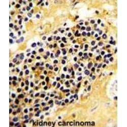 NKG2-A/NKG2-B Type II Integral Membrane Protein (KLRC1) Antibody