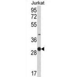 NKG2-A/NKG2-B Type II Integral Membrane Protein (KLRC1) Antibody