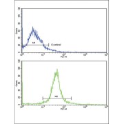 Adiponectin Receptor 1 (ADIPOR1) Antibody