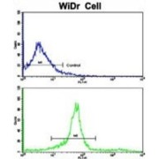 Kinesin Light Chain 1 (KLC1) Antibody