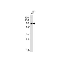 Kinesin Light Chain 1 (KLC1) Antibody