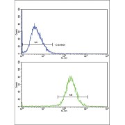 Sterol Carrier Protein 2 (SCP2) Antibody