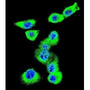 Caveolin 2 (CAV2) Antibody