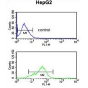 B-Cell Scaffold Protein With Ankyrin Repeats (BANK1) Antibody