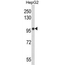 B-Cell Scaffold Protein With Ankyrin Repeats (BANK1) Antibody