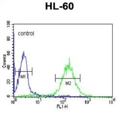 E3 Ubiquitin-Protein Ligase CBL-B (CBLB) Antibody