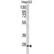 Glutathione S Transferase Alpha 1 (GSTA1) Antibody