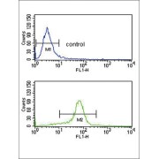 Calcium Voltage-Gated Channel Auxiliary Subunit Alpha2delta 1 (CACNA2D1) Antibody