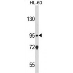 Caspase Recruitment Domain-Containing Protein 4 (CARD4) Antibody