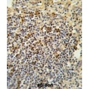 G-patch Domain and Ankyrin Repeats 1 (GPANK1) Antibody