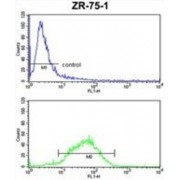 Heat Shock 70 kDa Protein 4L (HSPA4L) Antibody