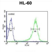 Regulator of G-Protein Signaling 1 (RGS1) Antibody