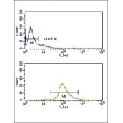 L-Dopachrome Tautomerase (DCT) Antibody