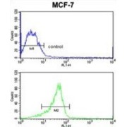 RASL11B Antibody