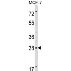 RASL11B Antibody